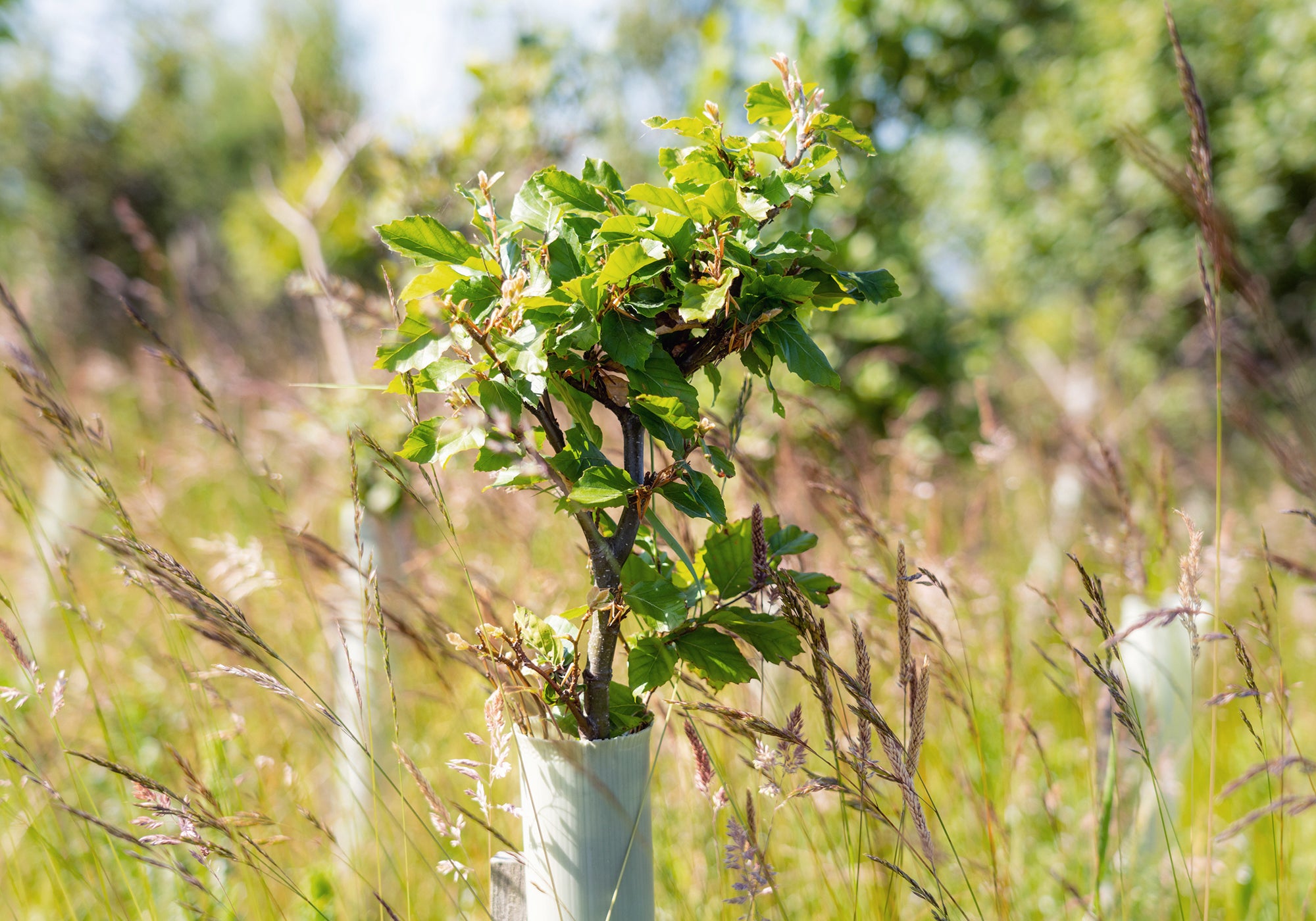 An a young, planted tree growing in a field.