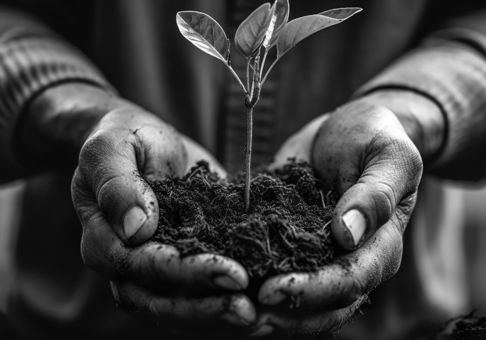 A black and white close-up of hands holding a seedling rooted in some earth.